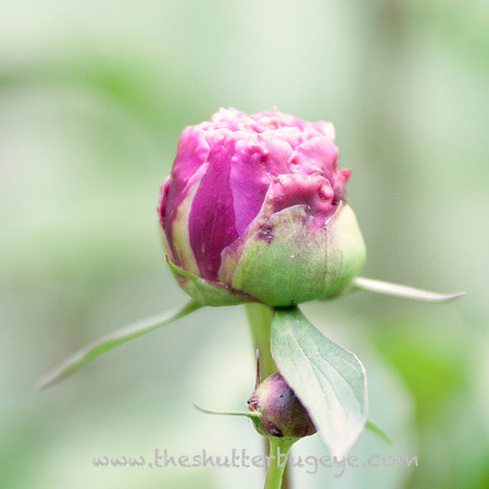 Dreamy Nature Photography, Fine Art Print for Sale