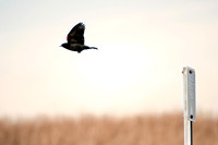 Nature Photograph, Red Winged Blackbird, Birding Photo