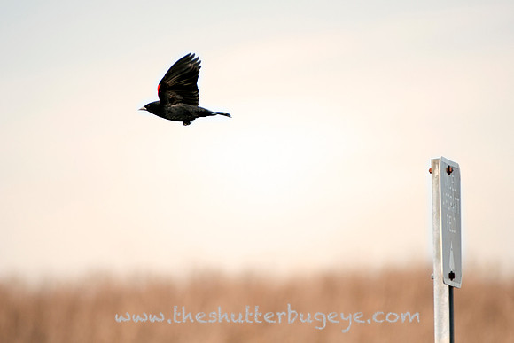 Nature Photograph, Red Winged Blackbird, Birding Photo