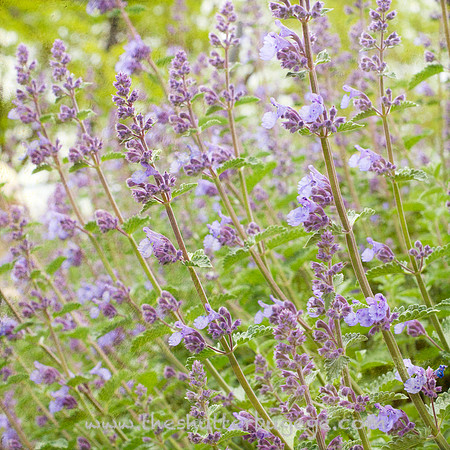 Dreamy Nature Photography, Fine Art Print for Sale