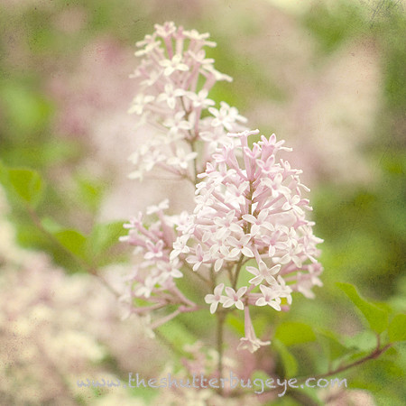 Dreamy Nature Photography, Fine Art Print for Sale