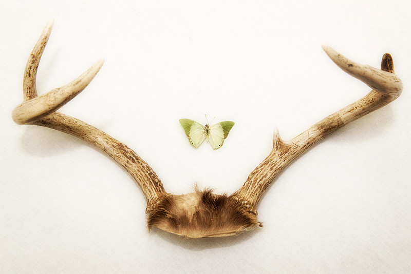 photography print of deer antlers and mint green butterfly.