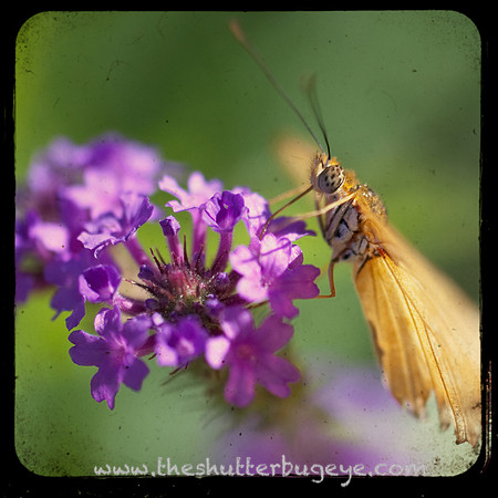 Macro Photography, Butterfly TTV Photograph