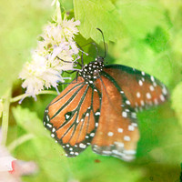 Butterfly Photography Prints for Sale, Fine Art Macro Photograph