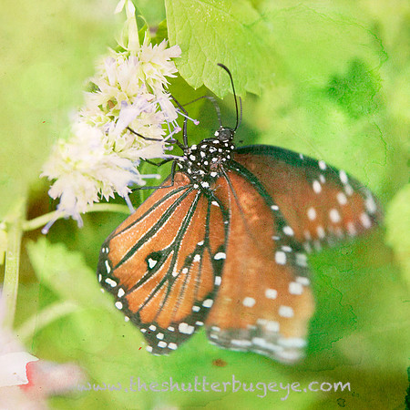Butterfly Photography Prints for Sale, Fine Art Macro Photograph