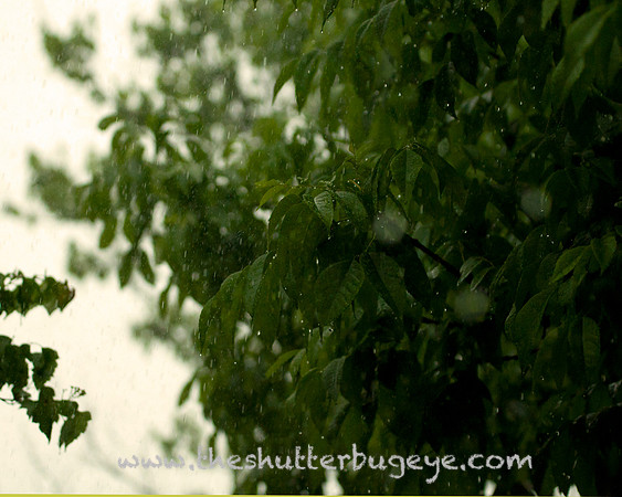 Dreamy Nature Photography, Fine Art Print for Sale