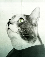 Cat Photograph, anthropomorphic