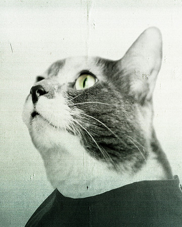 Cat Photograph, anthropomorphic
