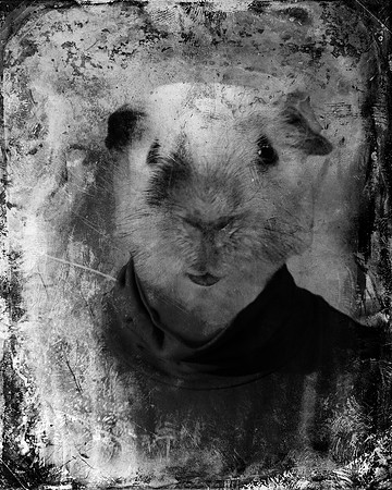 Fine Art Photography Print, Guinea Pig, Anthropomorphic Black and White Photo