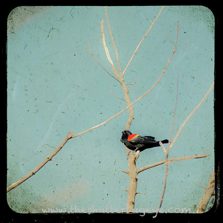 Blackbird TTV Photograph, Fine Art Nature Photography