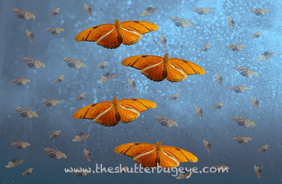 Macro Photography, Butterfly TTV Photograph