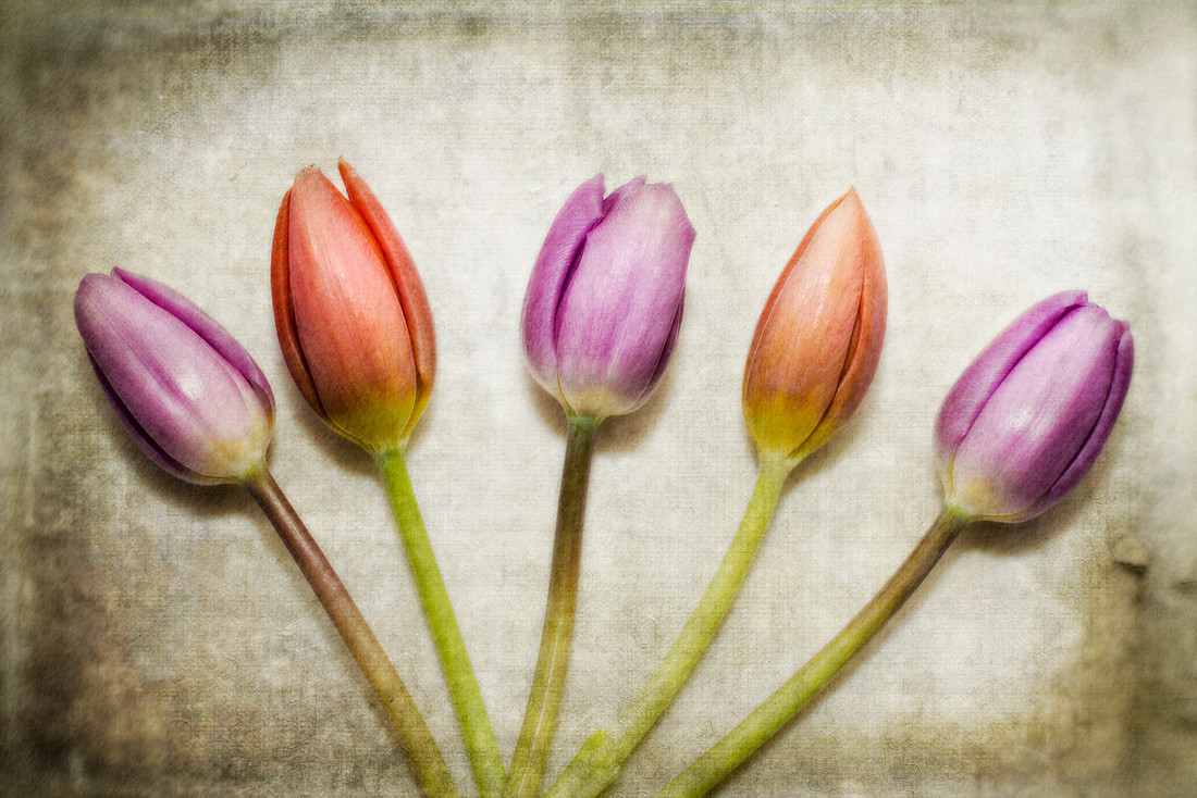 20140405 FlowerStills - 5