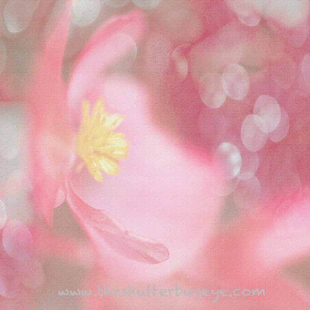 Pink Painterly Flower Photo, Dreamy Bokeh