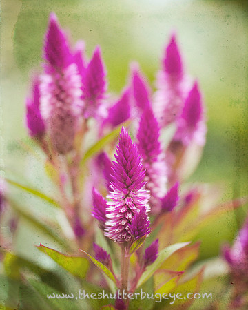 Vibrant Flower Photograph, Fine Art Photography, Garden, Nature