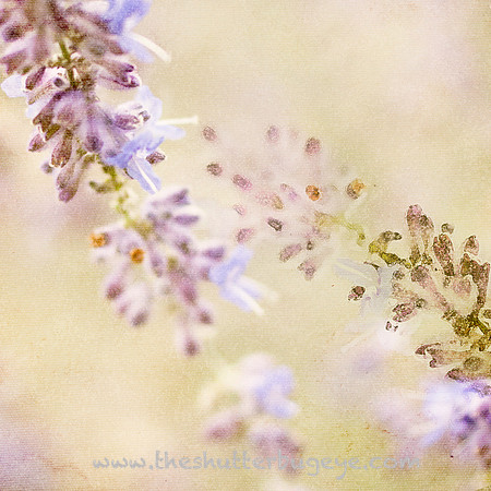 Artistic Fine Art Print, Lavender Flower, Painterly Home Decor