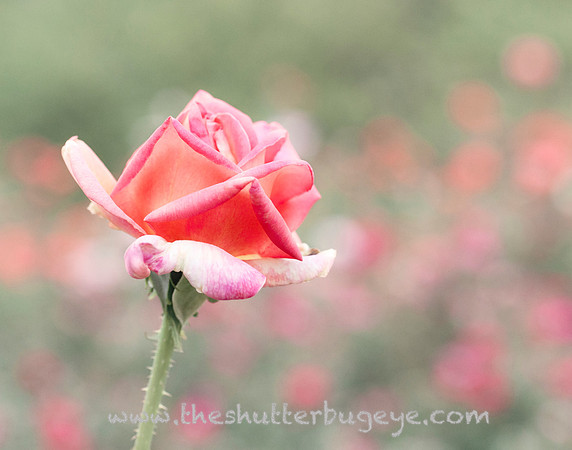 Pink Rose Photograph, Rose Garden at Cantigny