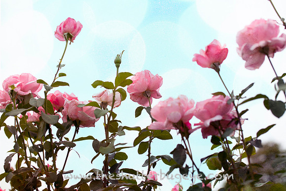 Rose Garden Photo, Pink Roses, Nature Photography Print