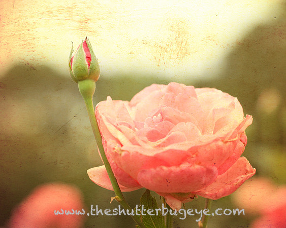 Rose Garden Photograph, Antique Stain, Fine Art Photography