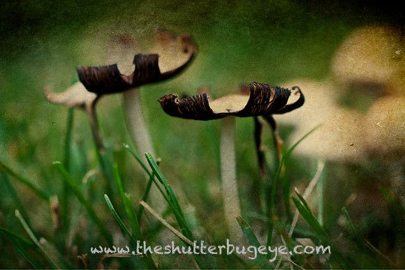 Mushroom Macro Landscape Photograph, Fine Art Photography
