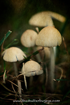 Mushroom Cove