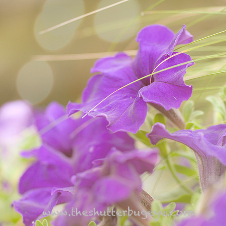 Nature Photography Print, Purple Flower, Dreamy Wall Decor