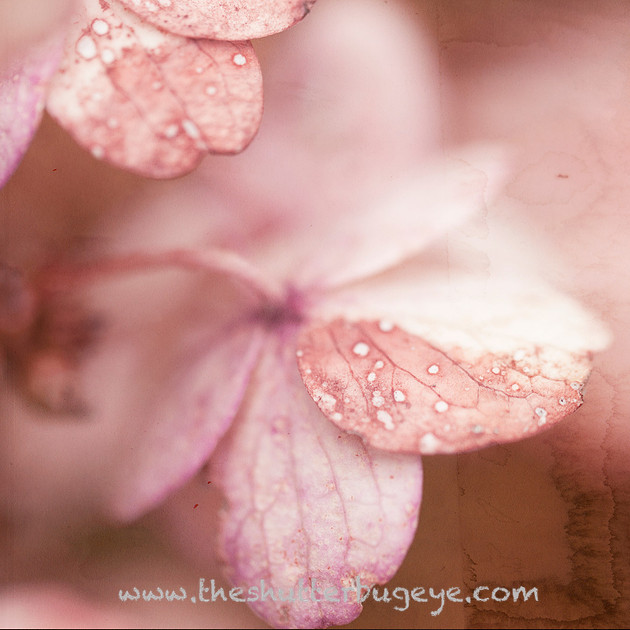 Macro Photograph, Pink Flowers