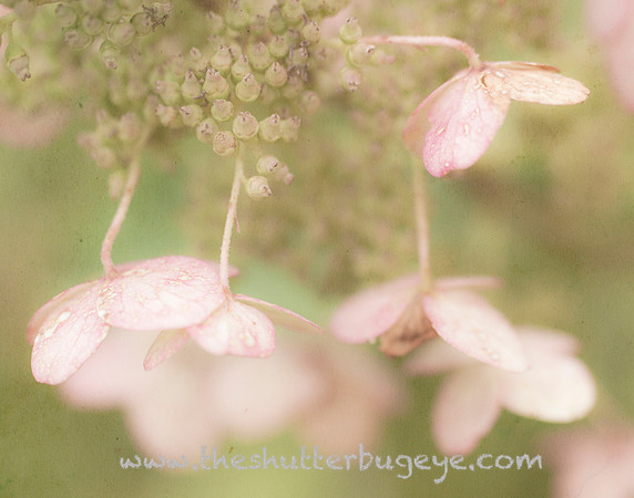 Dreamy Nature Photograph, Texture, Painterly, Fine Art Print