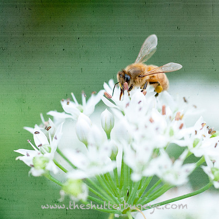 Macro Photograph, Honey Bee on White Flower, Green Textured Background