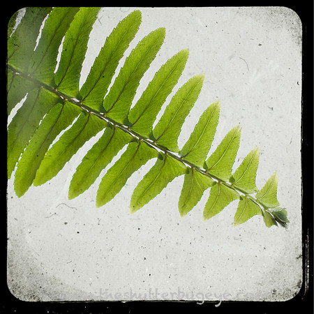 TTV Photograph, Green Fern, Fine Art Photography Print for Sale