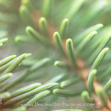 Macro Photograph, Pine Needles, Abstract Fine Art Photo
