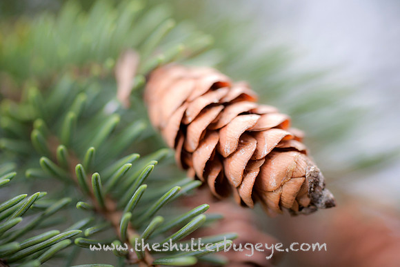 Nature Photography Print, Pinecone,