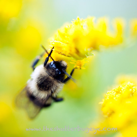 Bumblebee on Yellow Goldenrod, Fine Art Macro Photography Print
