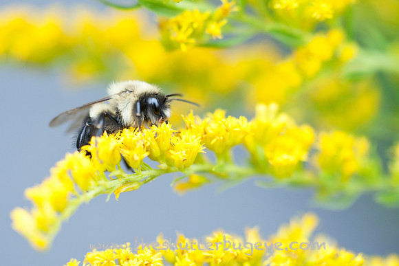 Fine Art Photograph, Macro, Nature, Bumble Bee, Goldenrod