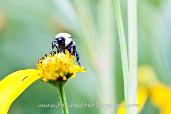 Macro Photograph, Bumble Bee, Goldenrod, Yellow, Green, Nature Photography Print
