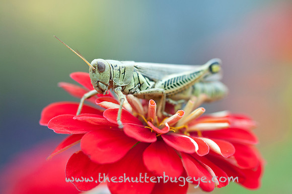 Vibrant Macro Photograph, Green Grasshopper, Red Flower