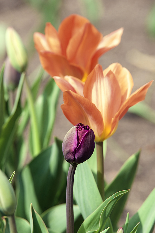 flower photography, spring tulips