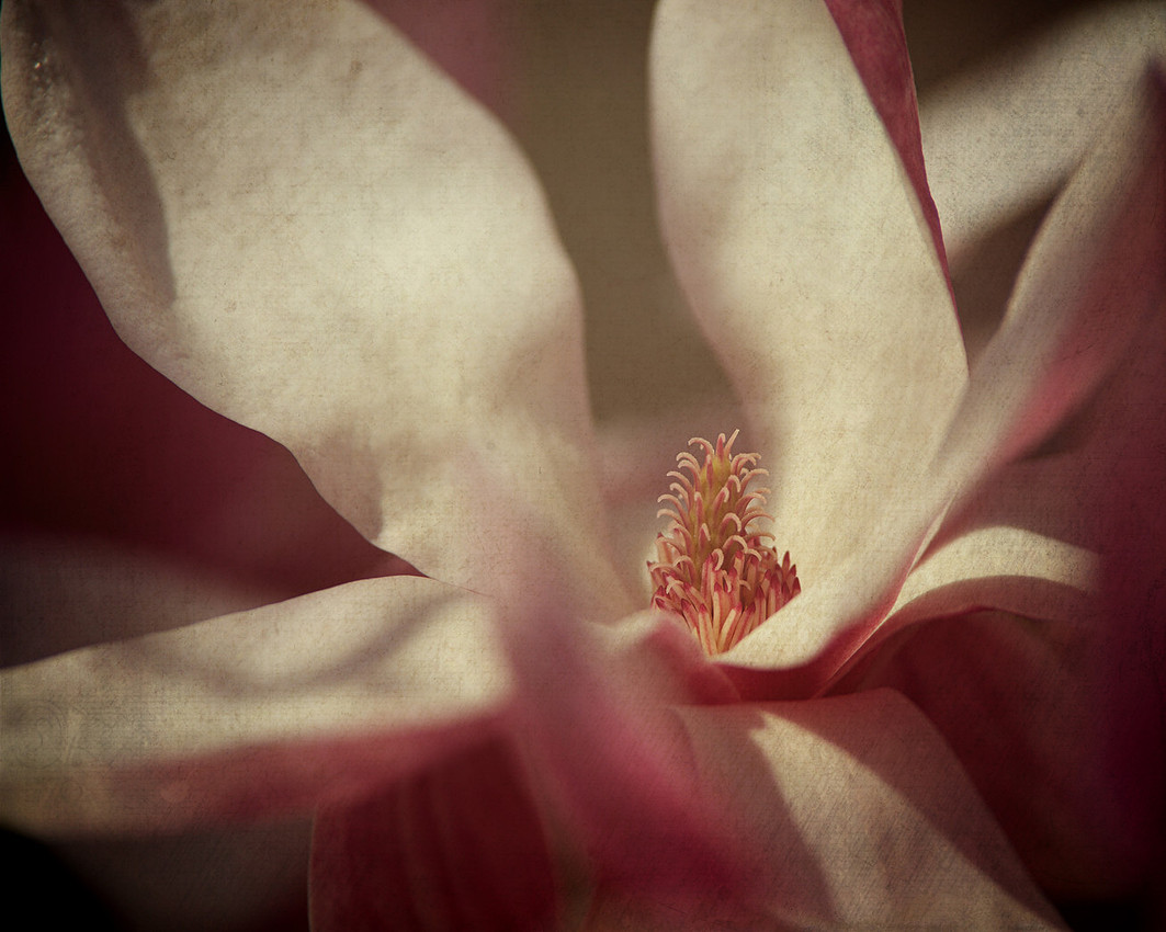 magnolia blossom fine art macro photography