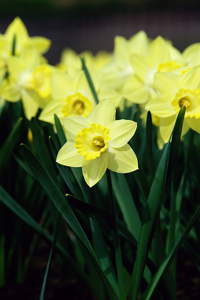 flower photography, daffodil photograph