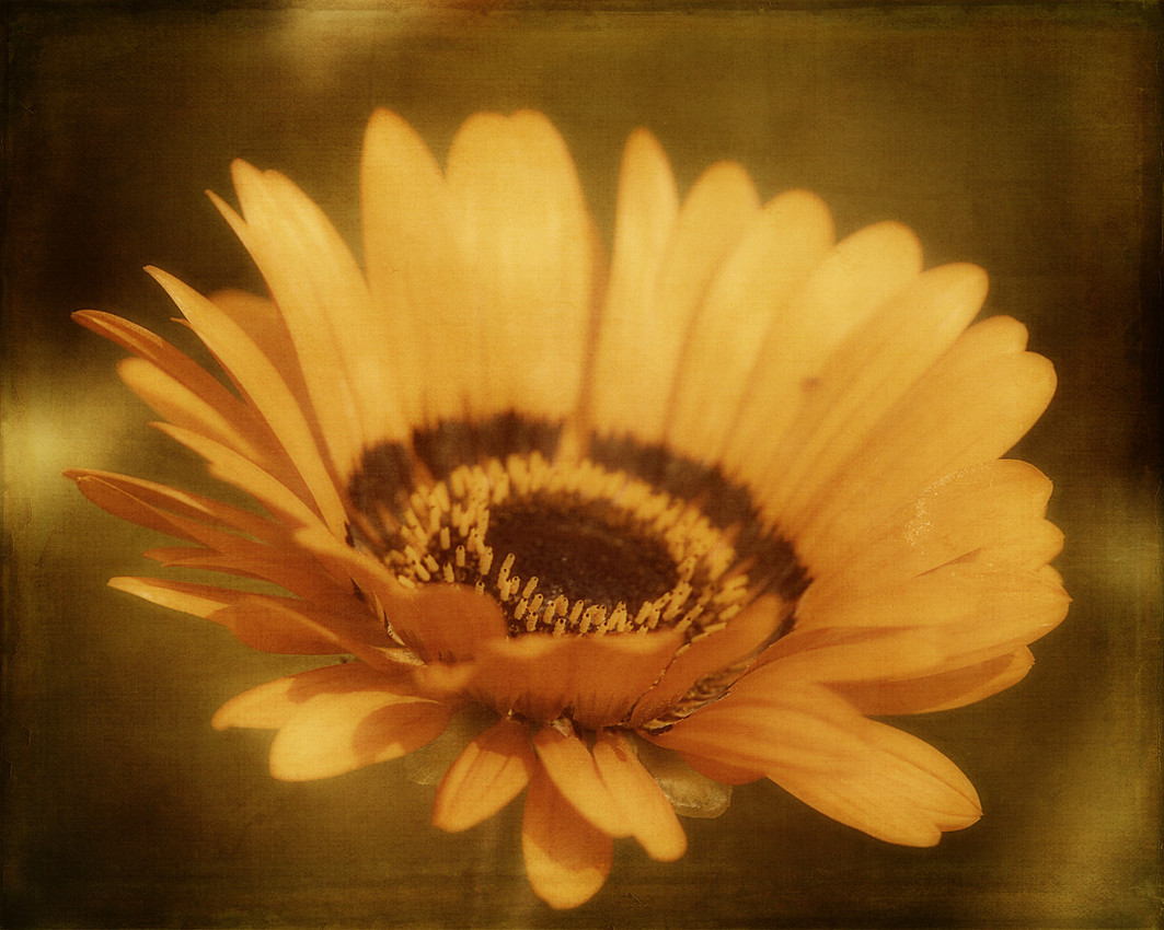 painterly flower macro photograph