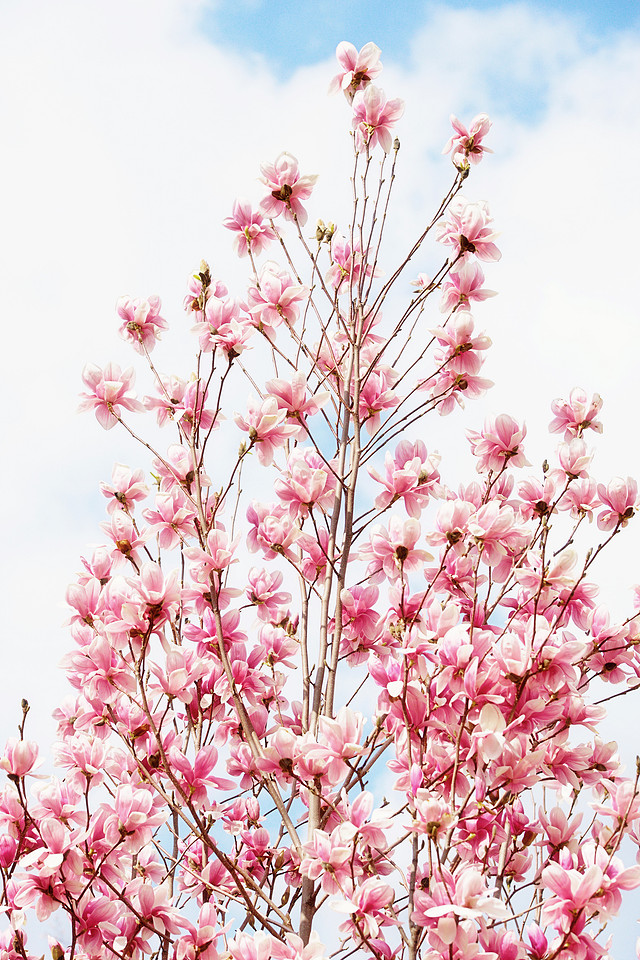 Magnolia blossoms, nature photography