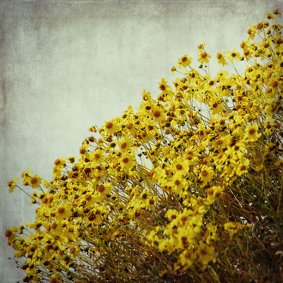 painterly fine art photograph, yellow blossoms