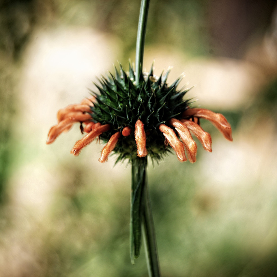 macro photograph single orange flower, desert