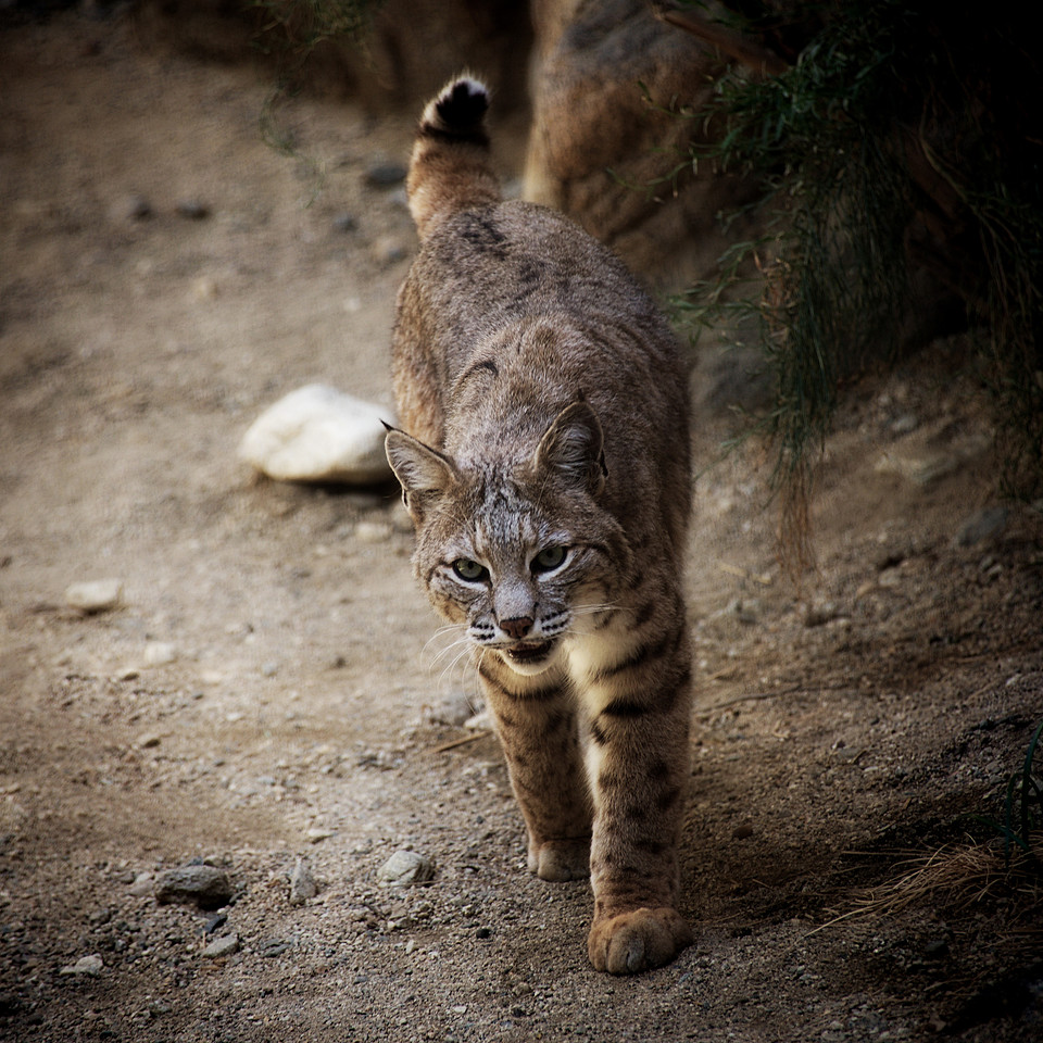 bobcat wildlife photograph