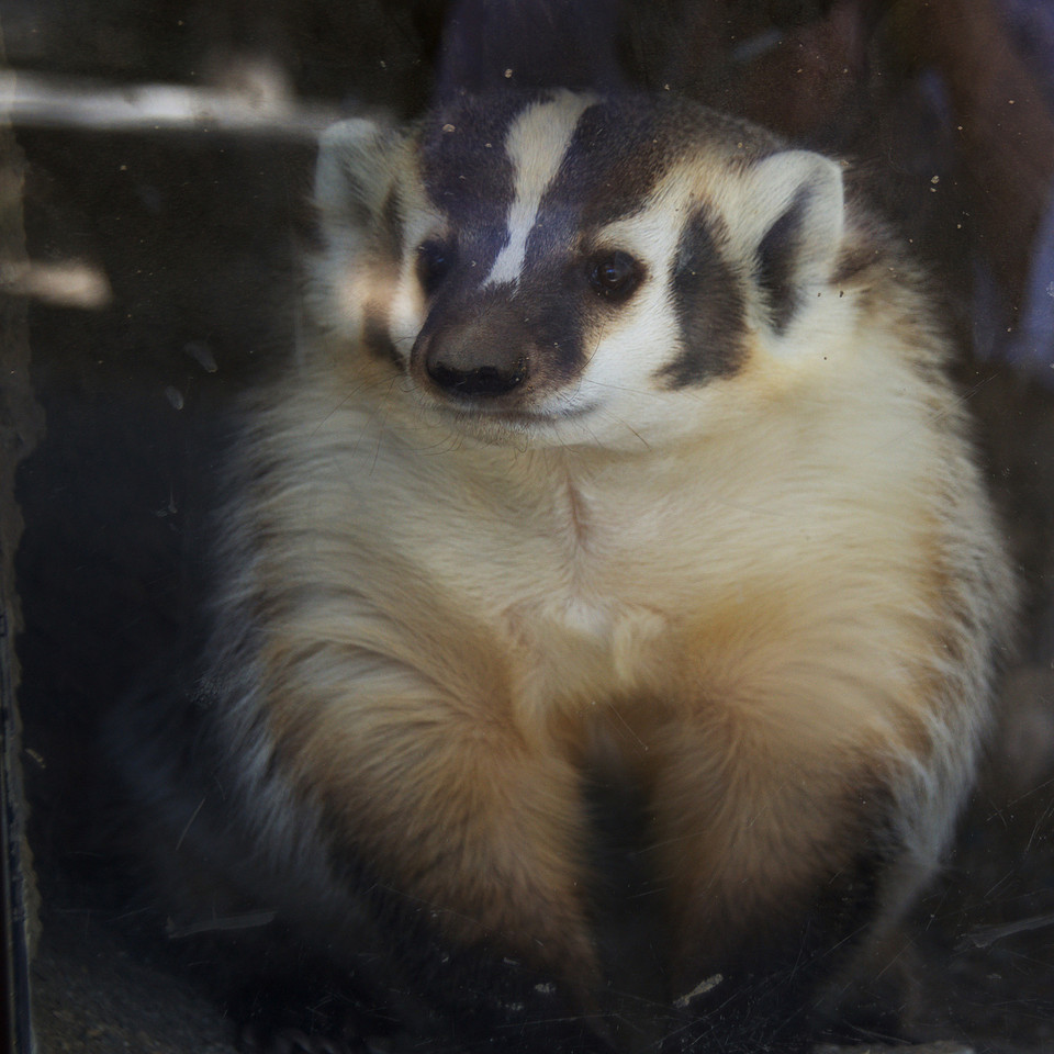 badger, portrait photograph, animal photography