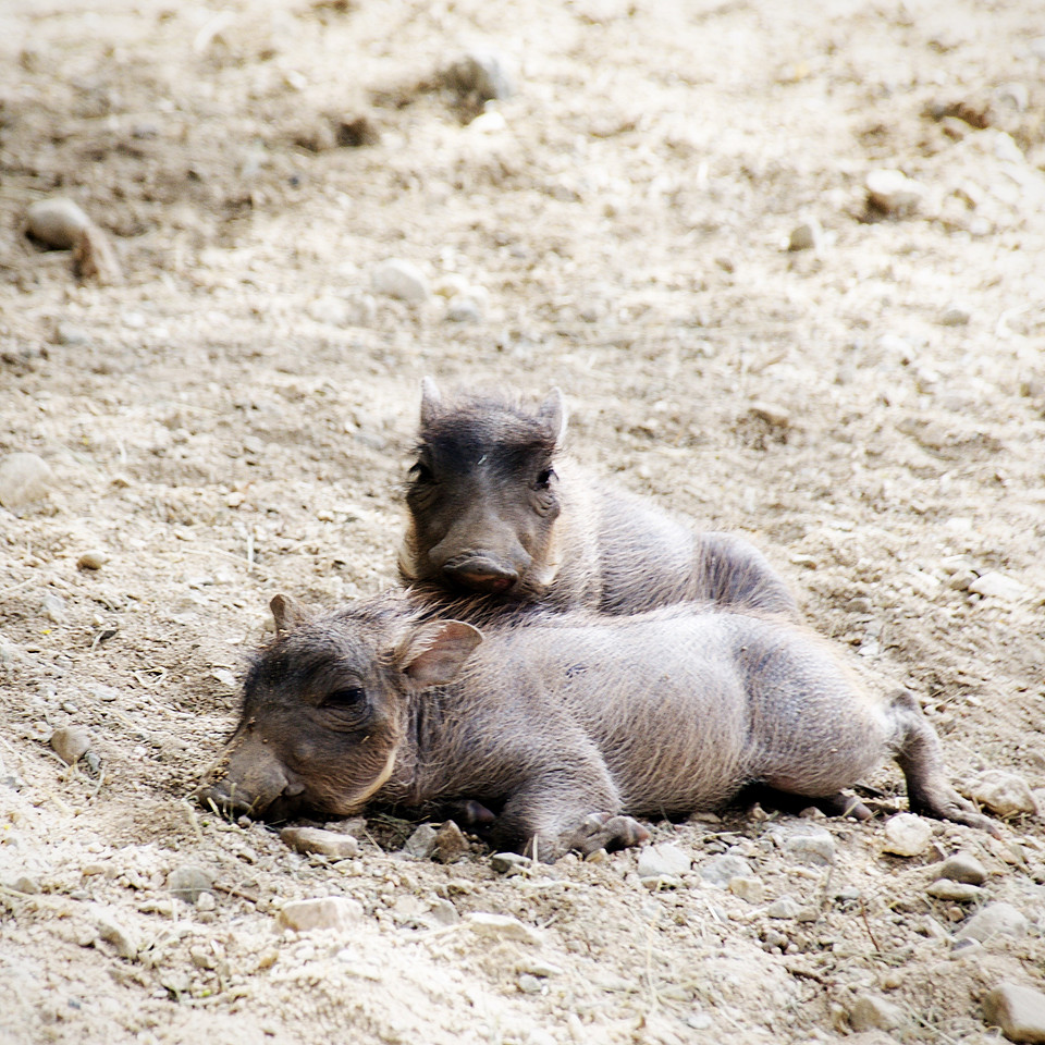 Baby warthogs at Living Desert, animal photography