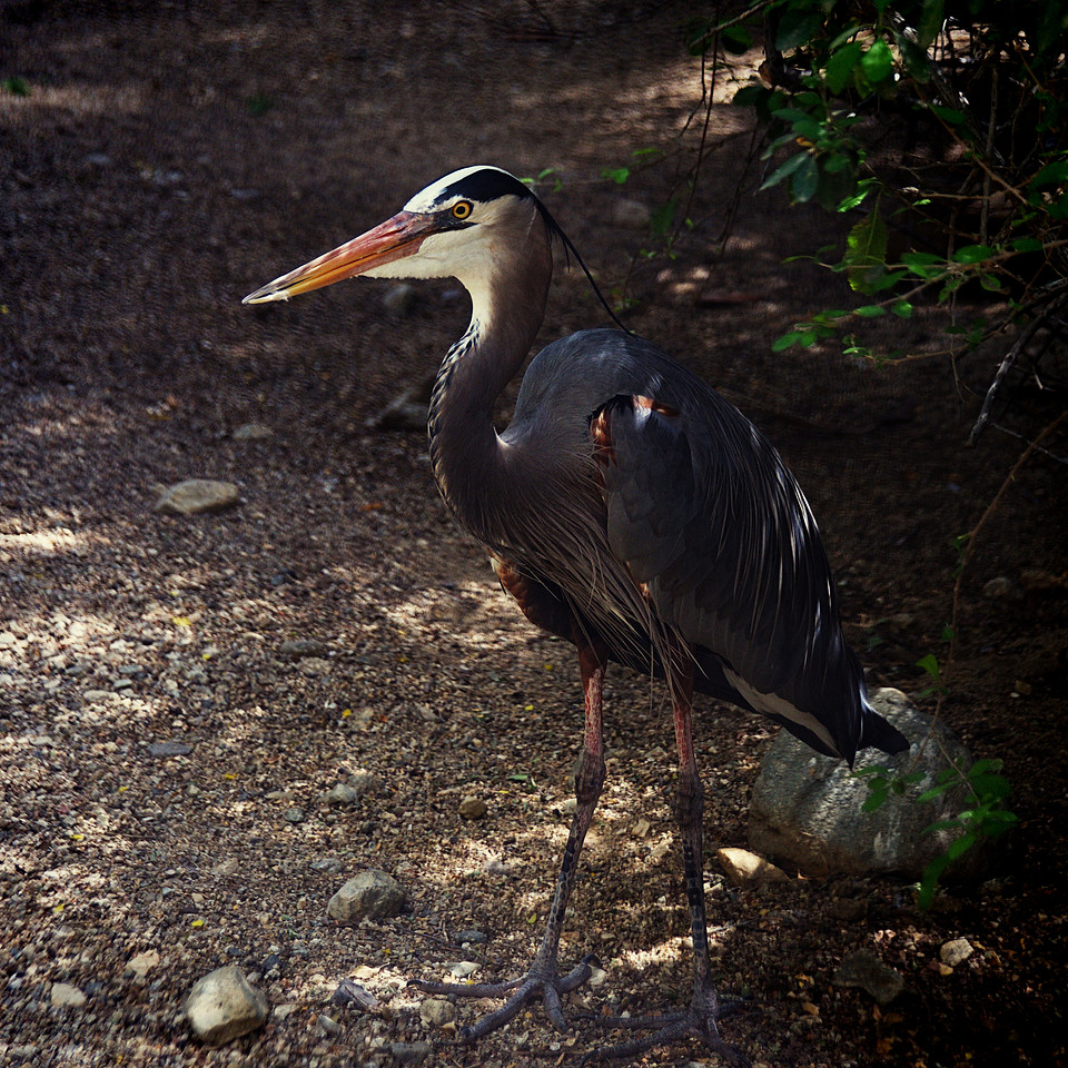 bird photography