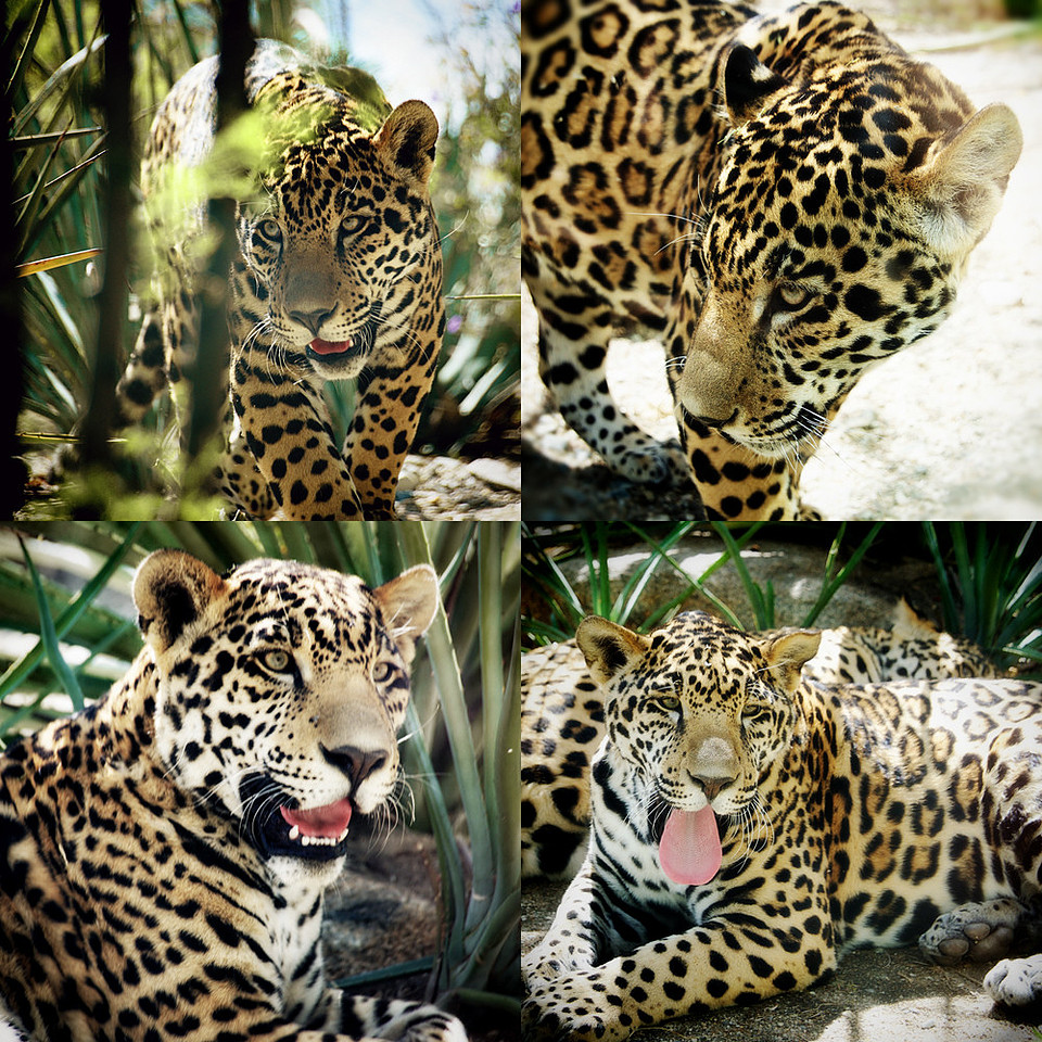 Animal photography, jaguar, wildlife, cat