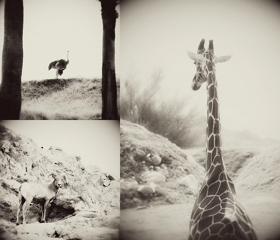 Wildlife photography, black and white, animals,