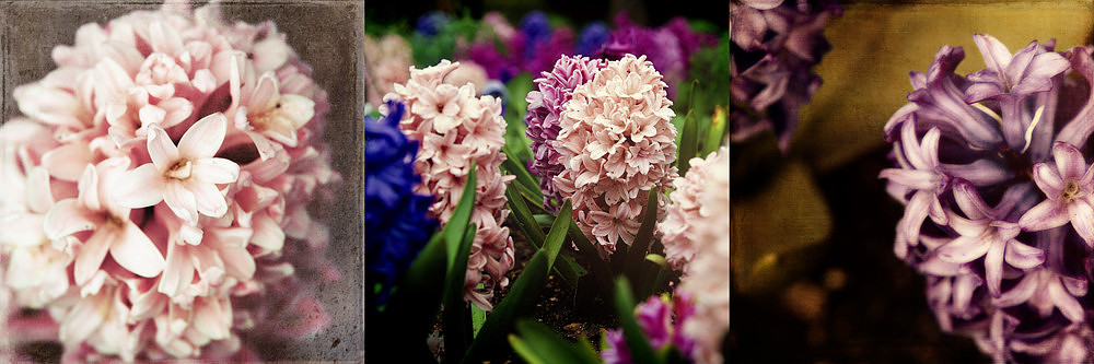 flower photography, hyacinth, spring flowers