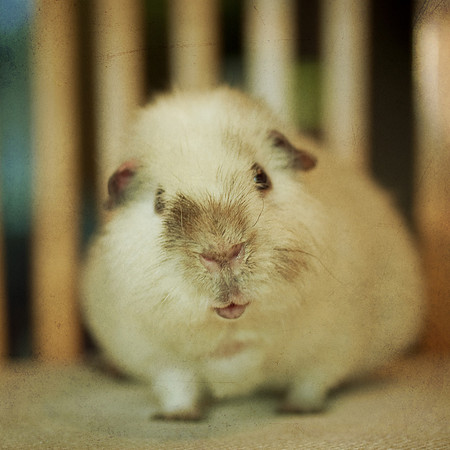 Herbert